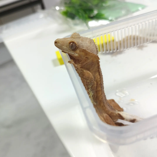 노멀
