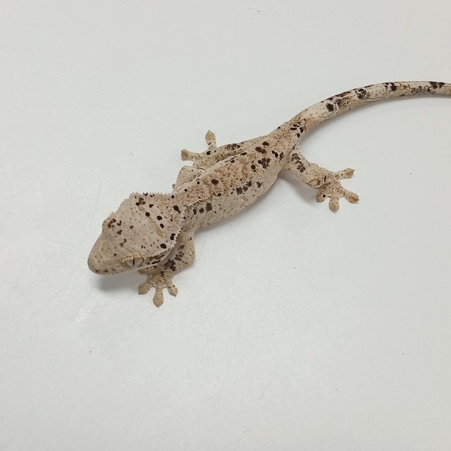 Super Dalmatian