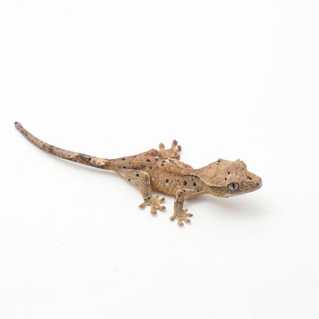 슈퍼달마시안
