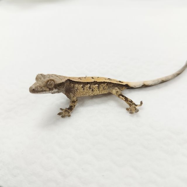 세이블