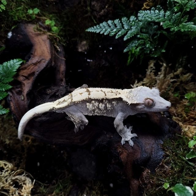 세이블
