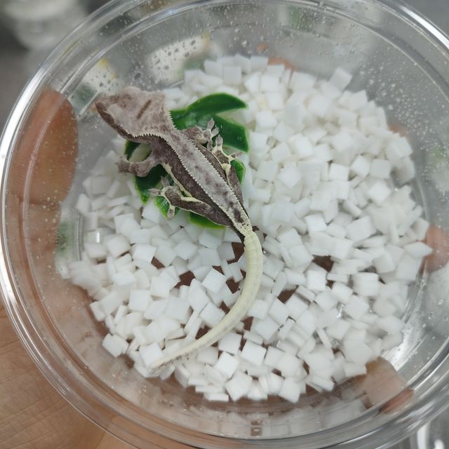 릴잔틱