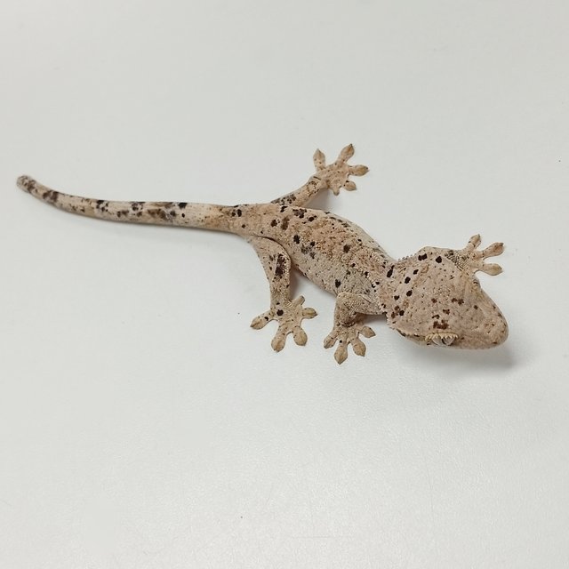 Super Dalmatian