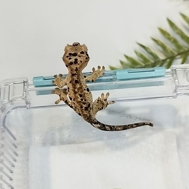 슈퍼달마시안