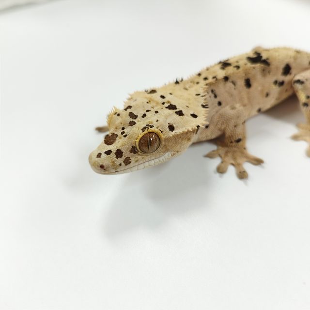 슈퍼달마시안