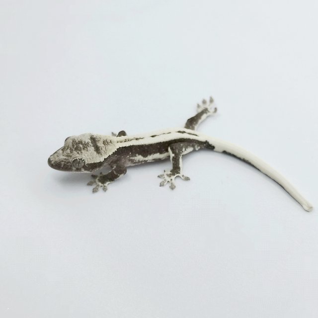 릴잔틱