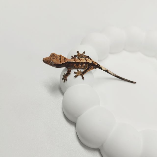 세이블