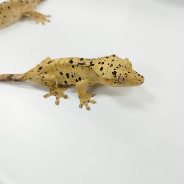 슈퍼달마시안
