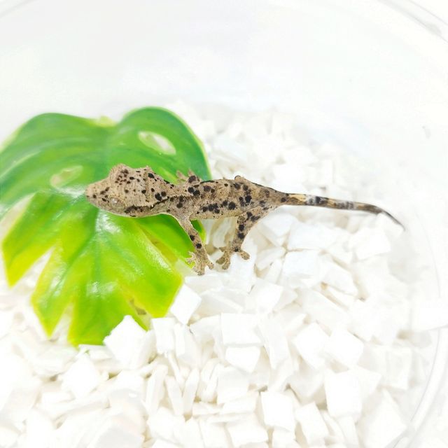 슈퍼달마시안