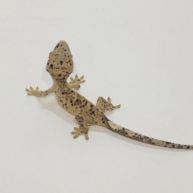 슈퍼달마시안