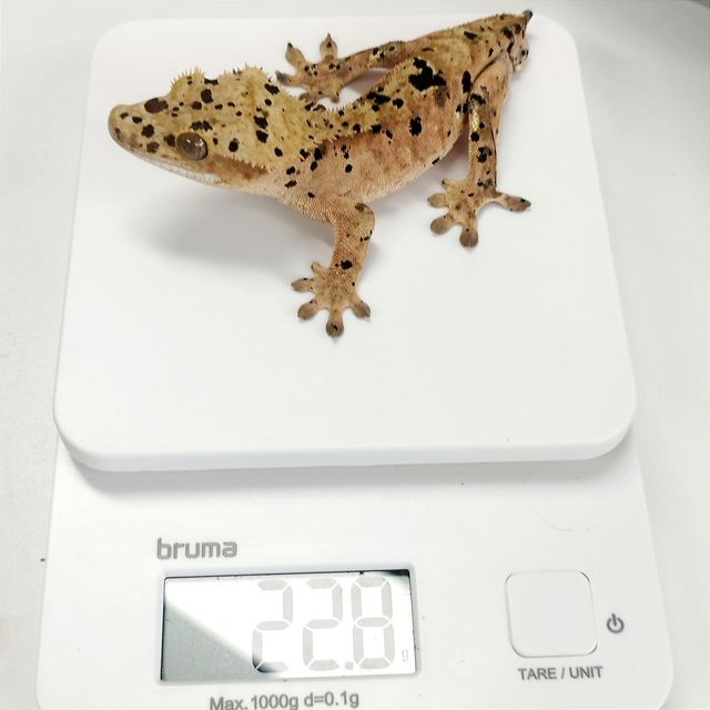 슈퍼달마시안