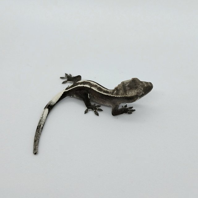 아잔틱