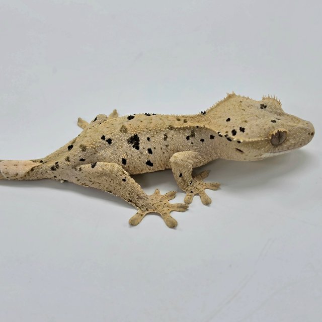 Super Dalmatian