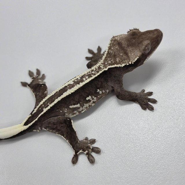 Axanthic