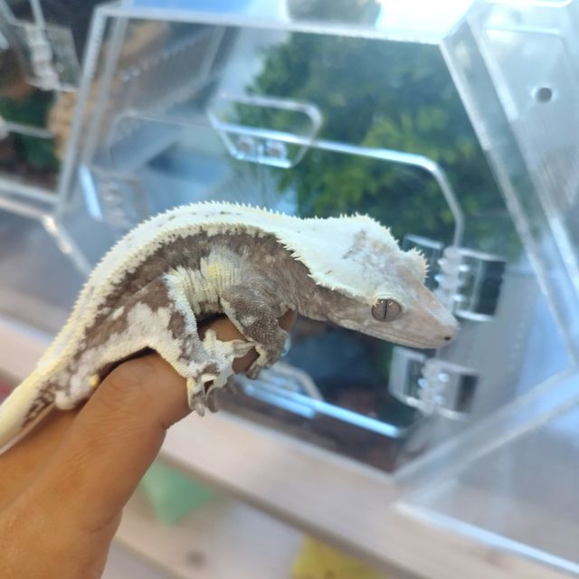 릴잔틱