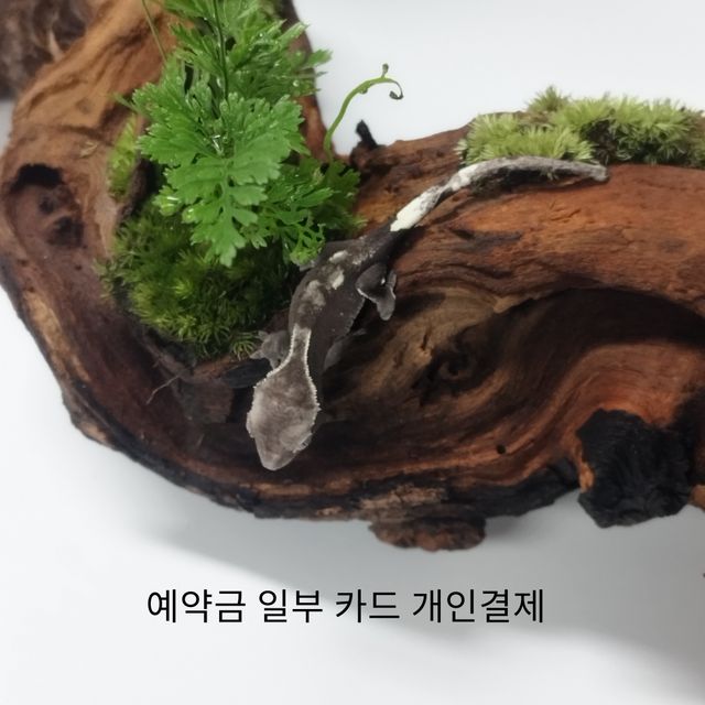 아잔틱