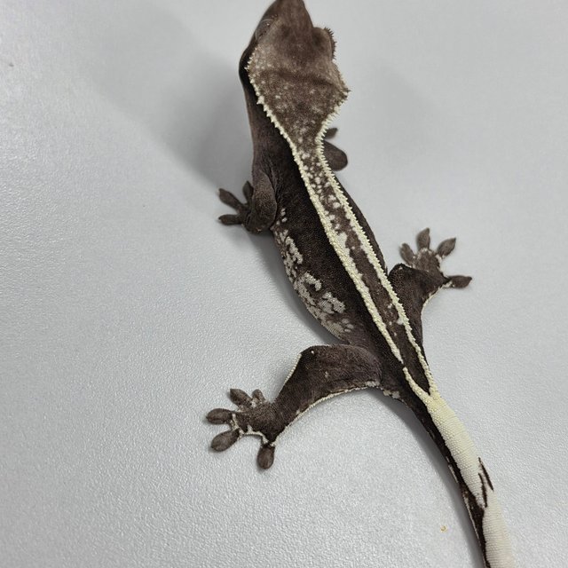 Axanthic