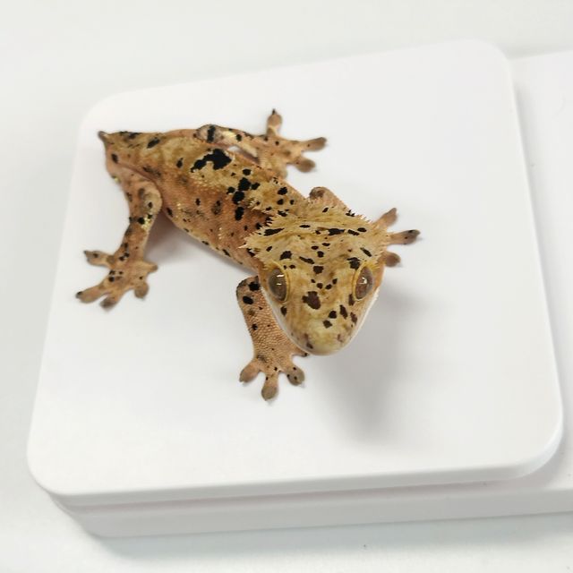슈퍼달마시안
