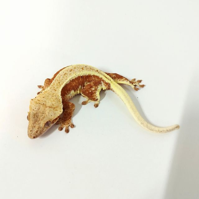 릴리화이트