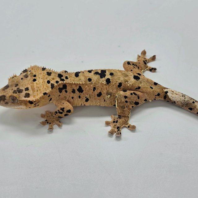 Super Dalmatian