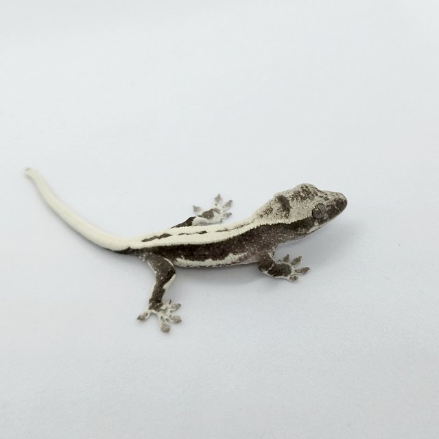 릴잔틱