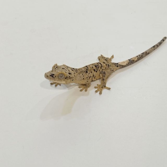 슈퍼달마시안