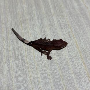 챠콜 팬텀 다크