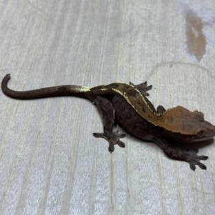 챠콜 카푸치노 화이트핀