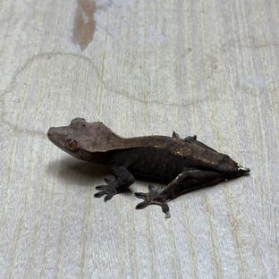 챠콜 트라이 익스트림할리퀸 카푸치노