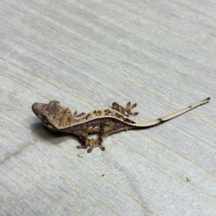 트라이 익스트림할리퀸 화이트핀 화이트스팟 핀스트라이프