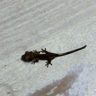 알티 챠콜 패턴리스 팬텀