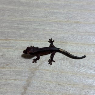 알티 챠콜 패턴리스 팬텀