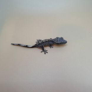 다크 플레임