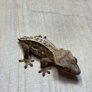 100%헷아잔틱 화이트핀 핀스트라이프 화이트스팟 풀핀 트라이