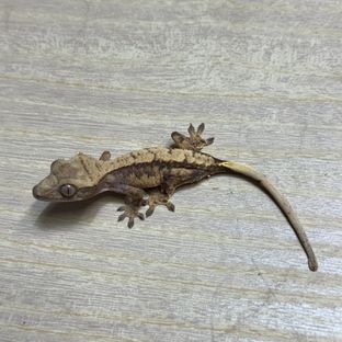 트라이 익스트림할리퀸 화이트핀 화이트스팟