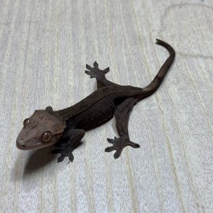 슈퍼스트라이프 챠콜 카푸치노