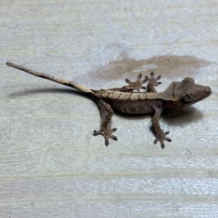 챠콜 플레임 다크