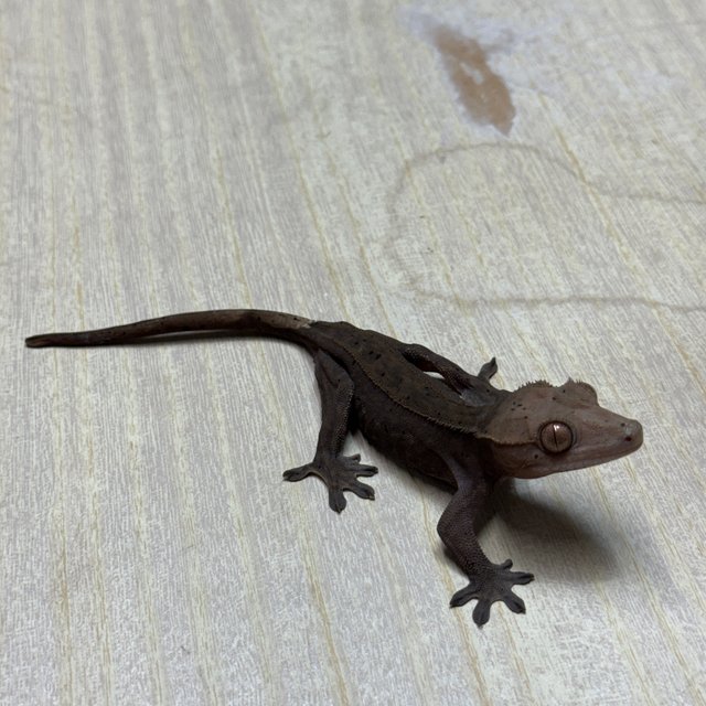 슈퍼스트라이프 챠콜 카푸치노