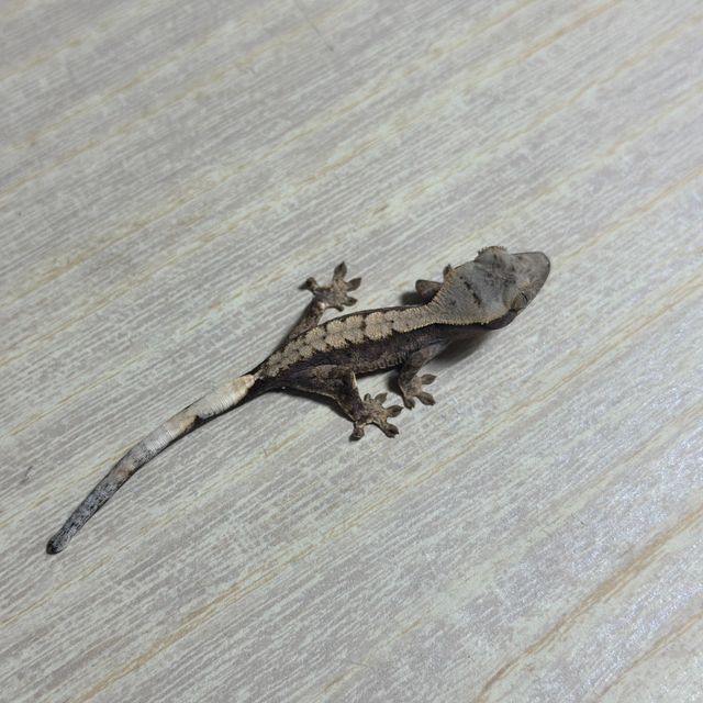 다크 화이트핀 화이트스팟 트라이 익스트림할리퀸