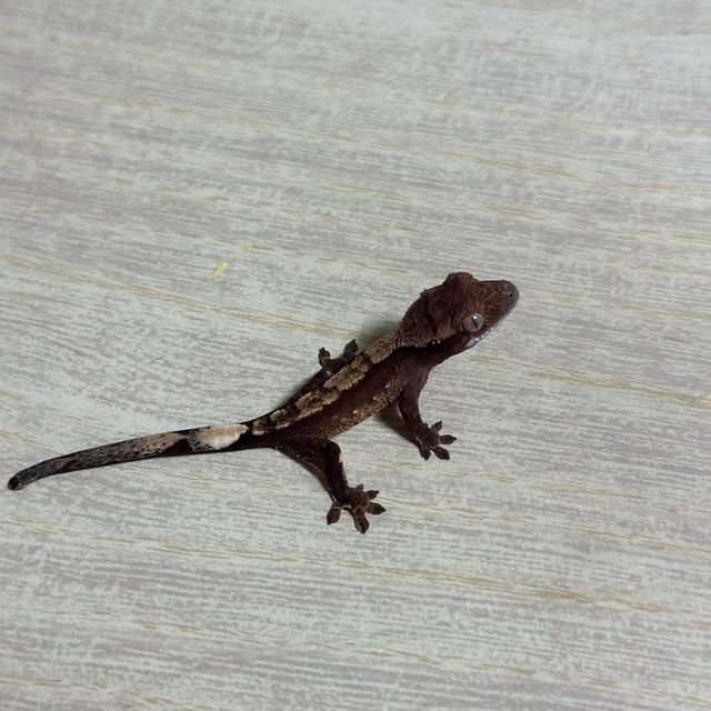 익스트림할리퀸 트라이 다크
