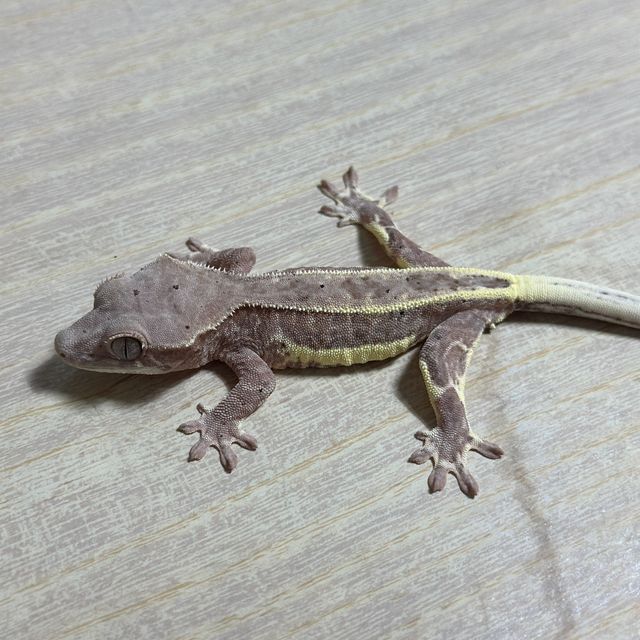 화이트핀 프라푸치노 팬텀 크림시클 크림