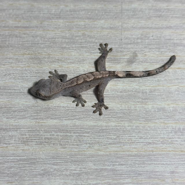 다크 화이트핀 트라이 익스트림할리퀸