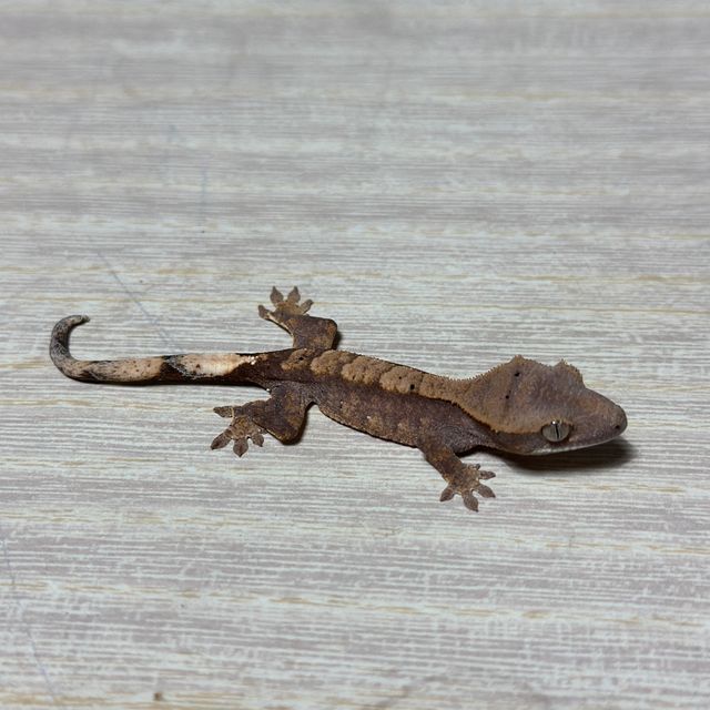 챠콜 플레임