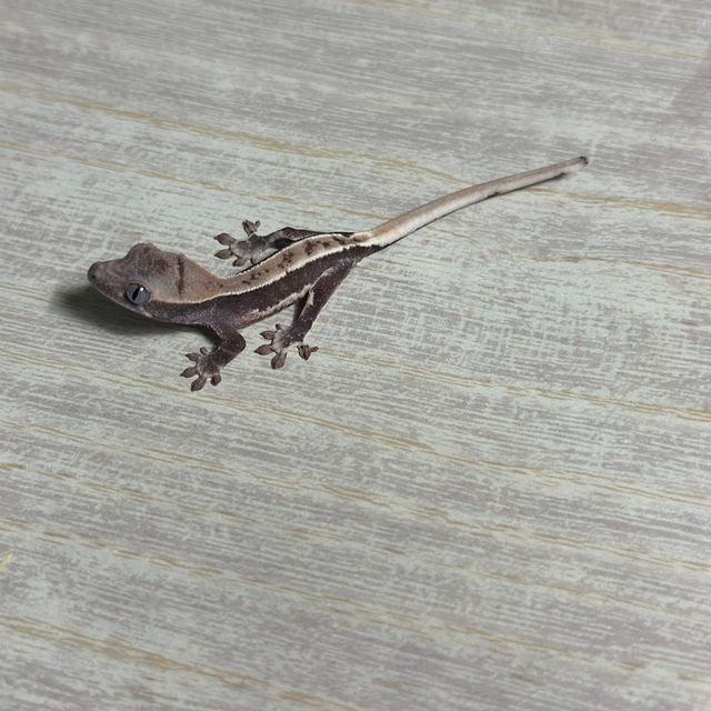 화이트핀 화이트스팟 드리피 릴리화이트