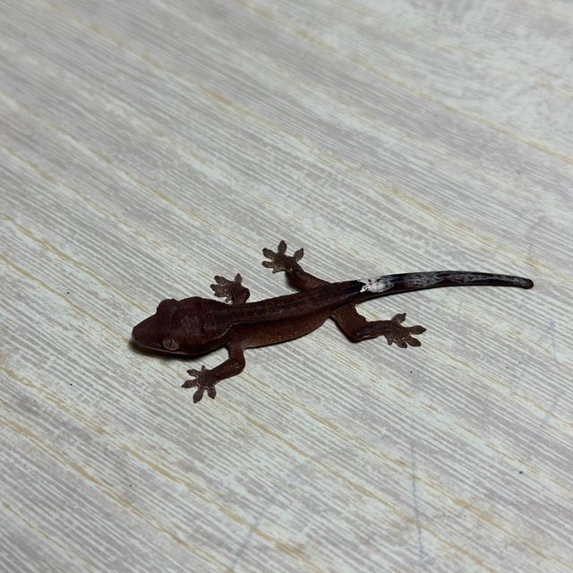 챠콜