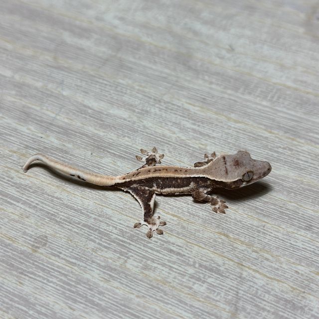 화이트핀 화이트스팟 드리피 트라이 릴리화이트