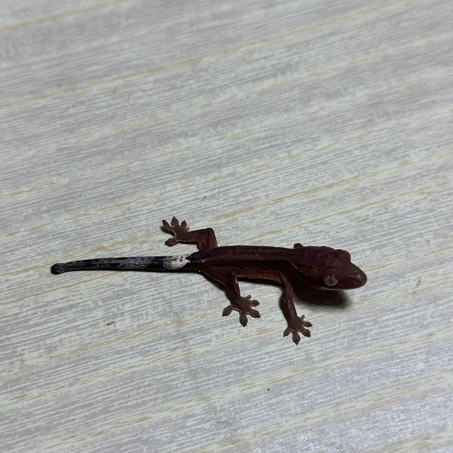 챠콜
