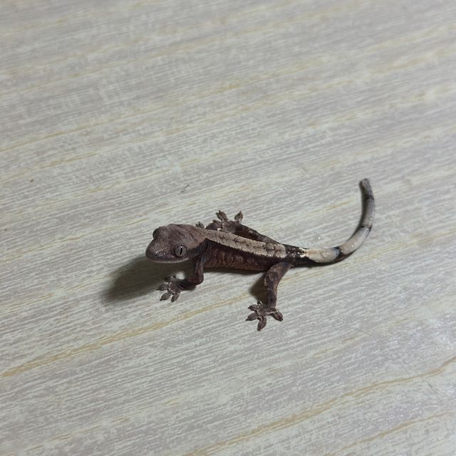 화이트핀 카푸치노 화이트스팟 다크