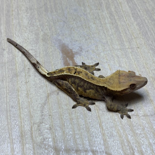 트라이 익스트림할리퀸 풀핀 핀스트라이프 쿼드 화이트핀