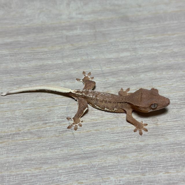 화이트핀 화이트스팟 크림 스트로베리 팬텀 릴리화이트